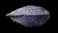 Ctenodonta hermitagensis